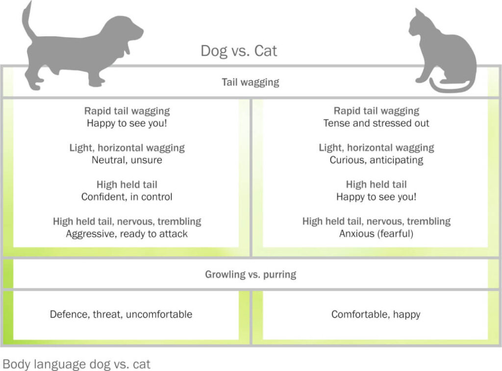 Why Do Cats and Dogs Fight? There are many scenarios.