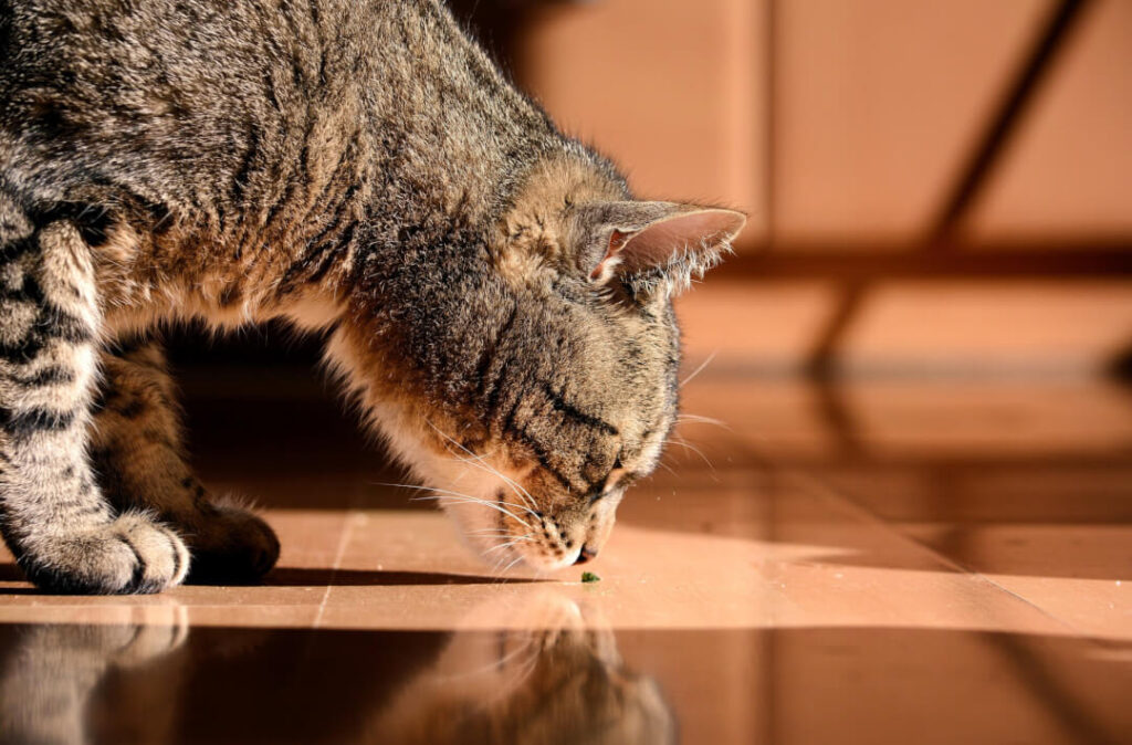 replacing existing cat flap