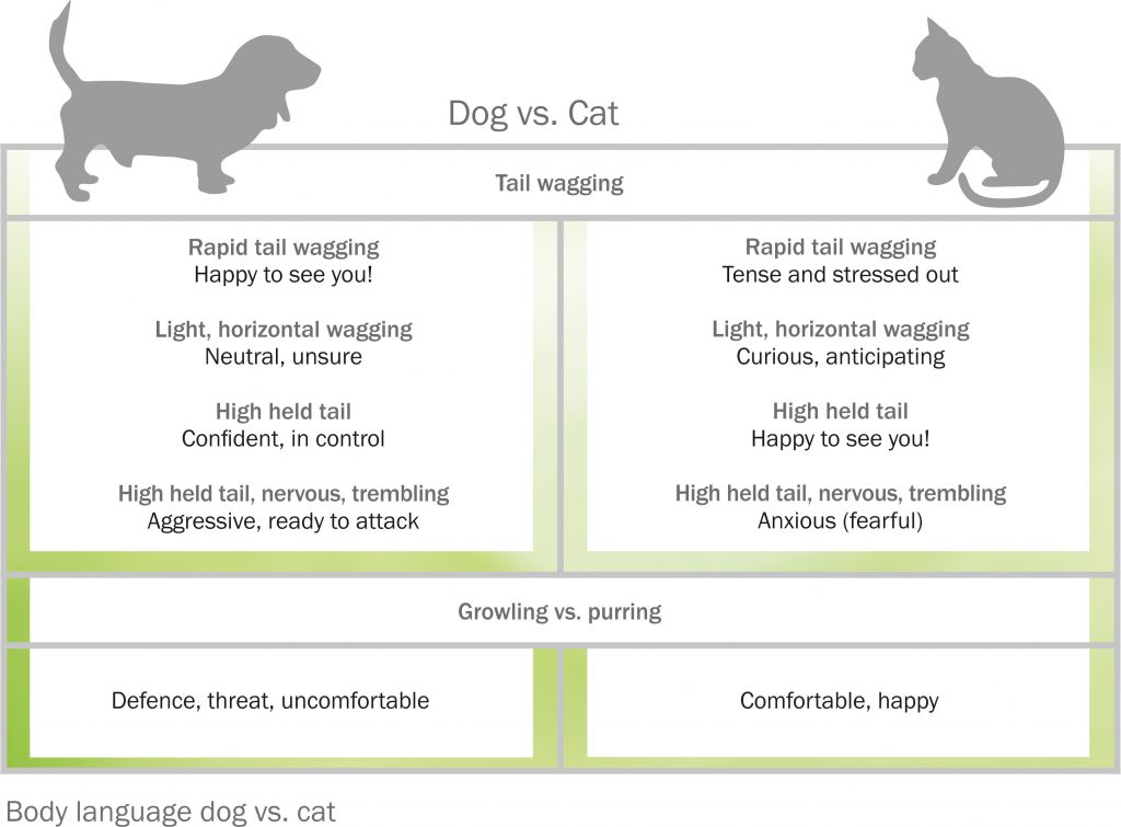 Understanding Cat Body Language & Behaviour