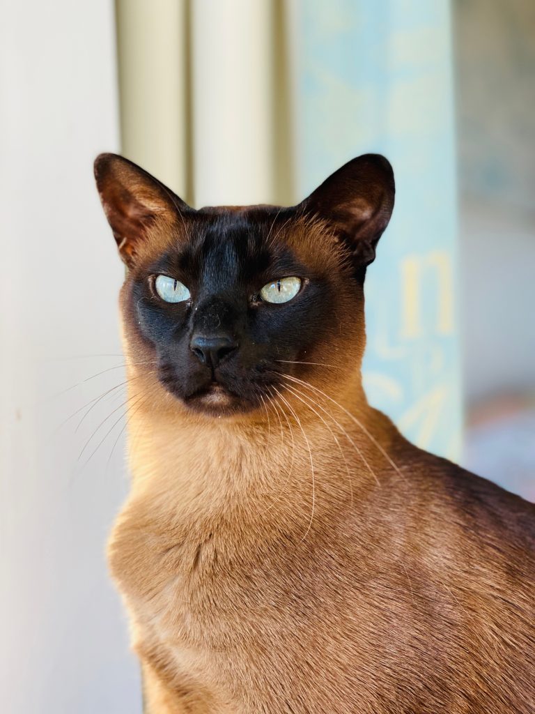 Tonkinese Cats Best