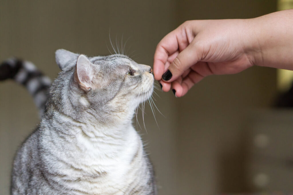 how-do-nervous-cats-learn-to-trust-cat-s-best