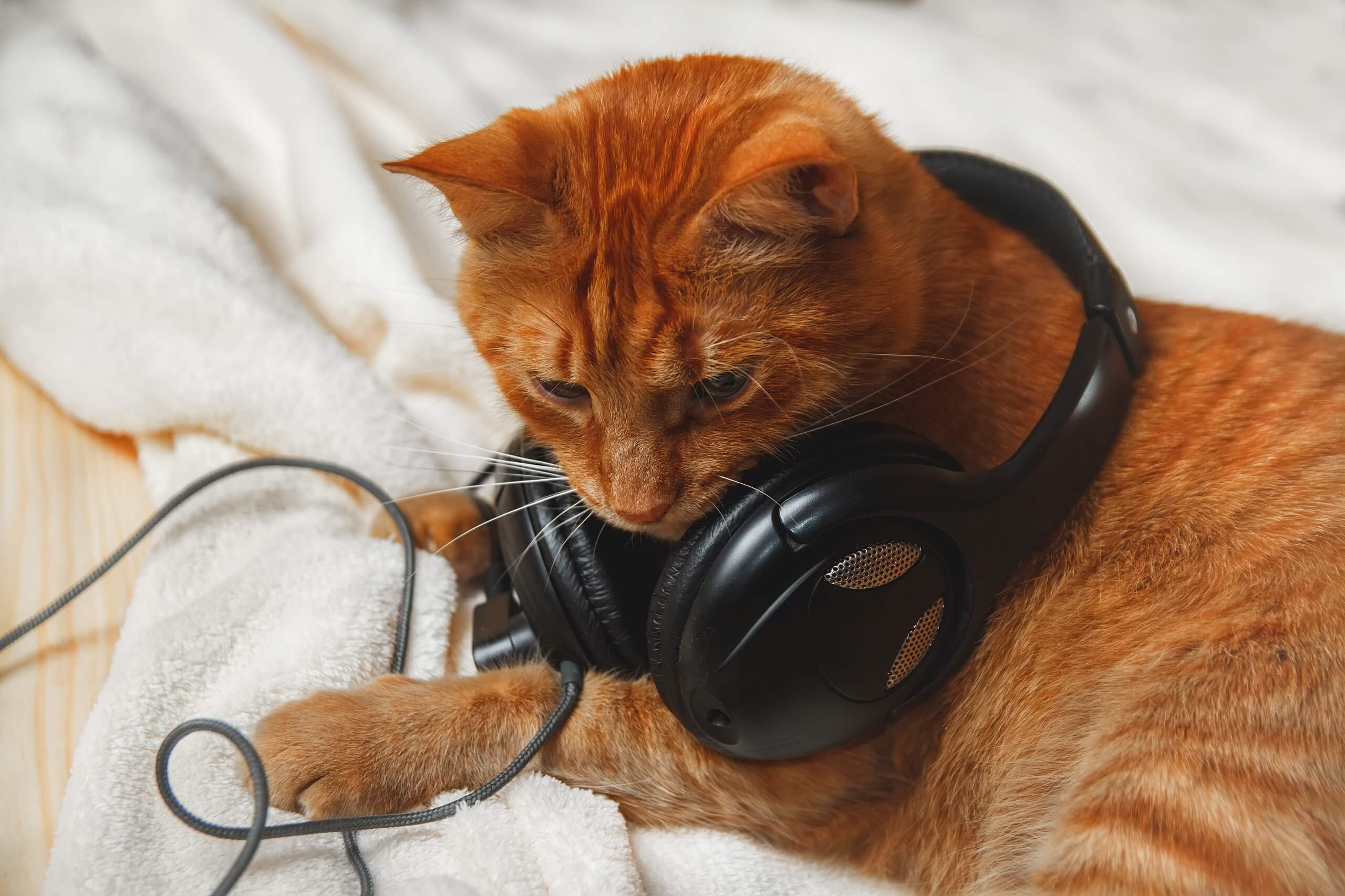 Cats And Music What You Should Know Cat s Best