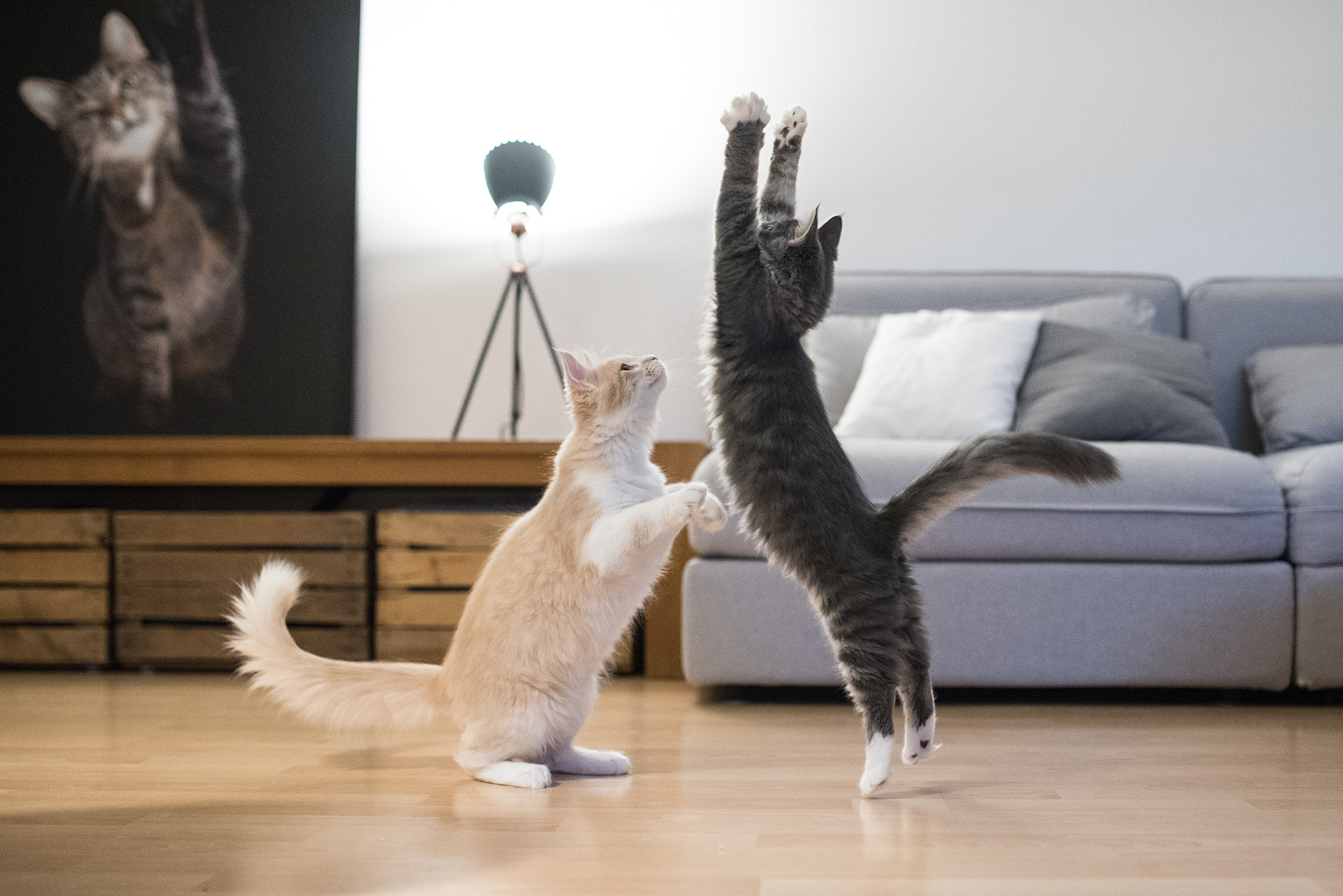 Cat playing in the Living Room