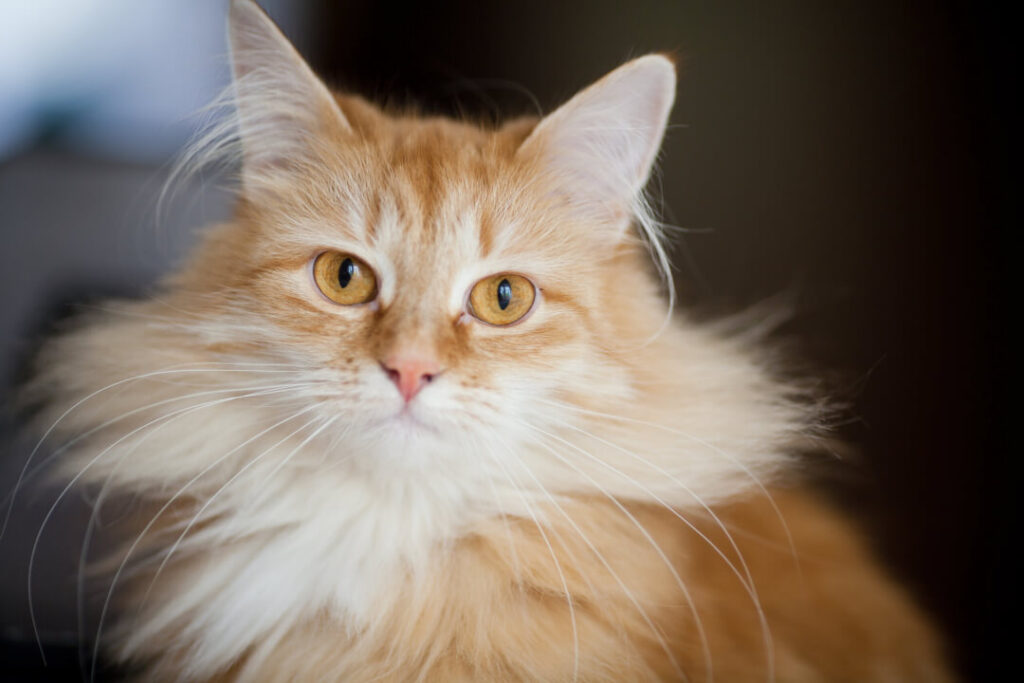 11 tips for looking after long haired cats | Cat’s Best