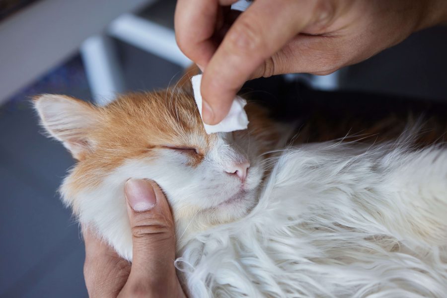 Cat flu - symptoms and treatment | Cat’s Best