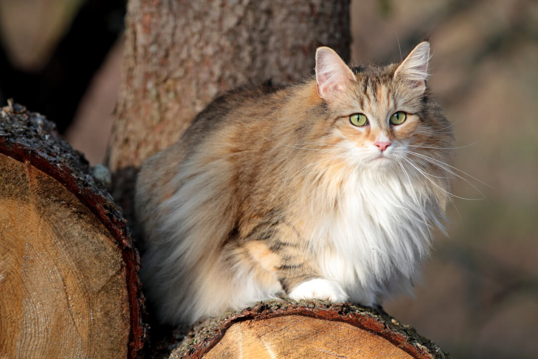 The Norwegian Forest Cat | Cat’s Best